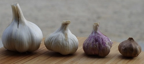 Les différentes variétés d'ail