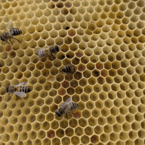 Abeilles et alvéoles