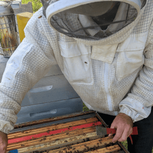 Vincent sortant un rayon dans sa ruche