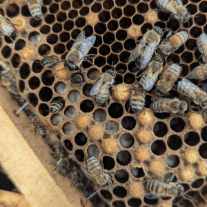 Nids d'abeilles et larves