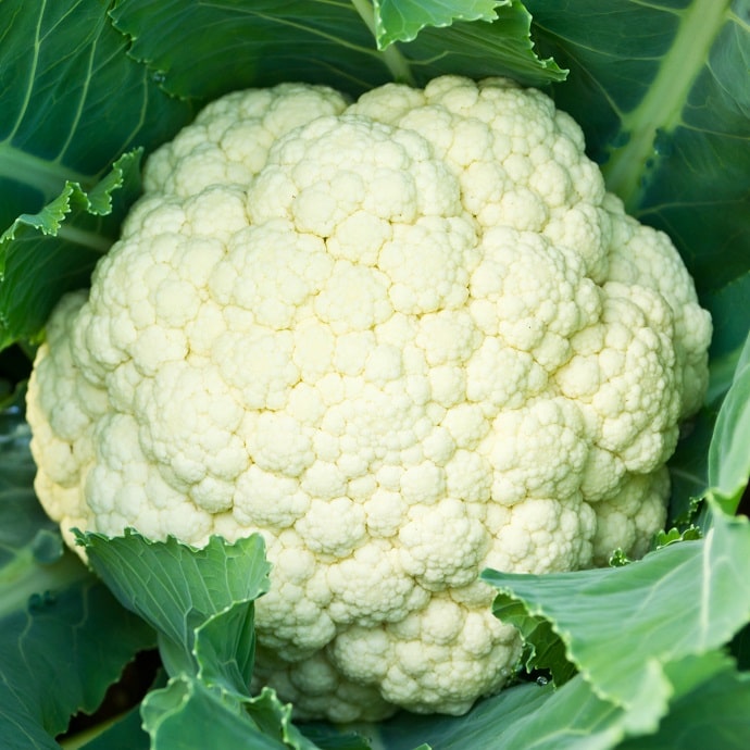 Chou fleur