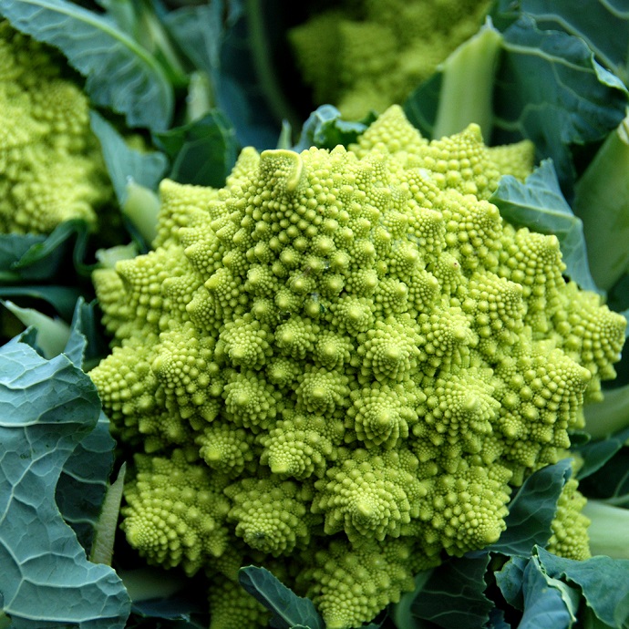 Chou Romanesco