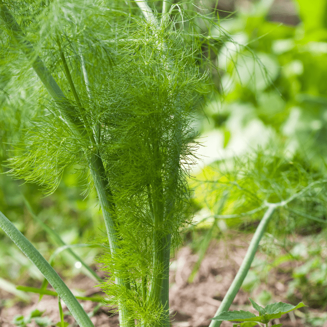 Feuilles de fenouil Feuilles de fenouil