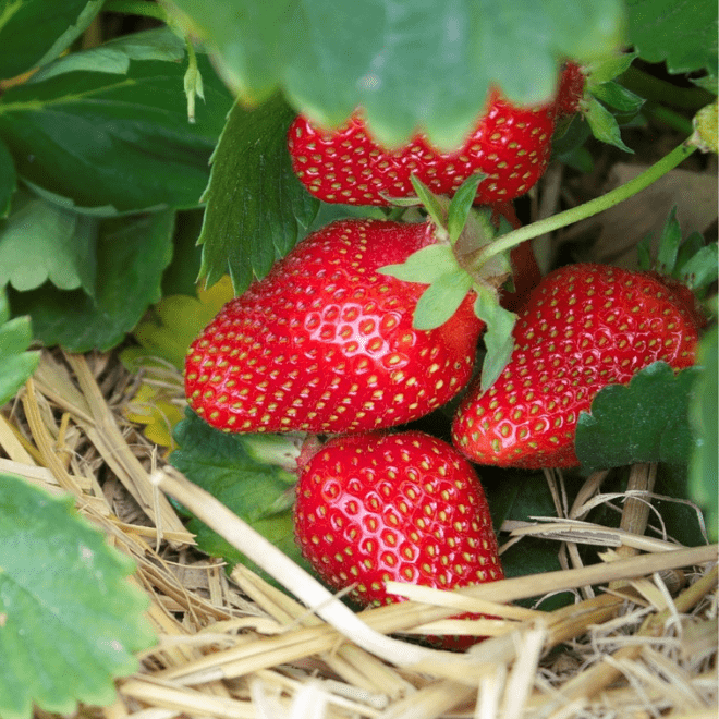 Fraises Favori