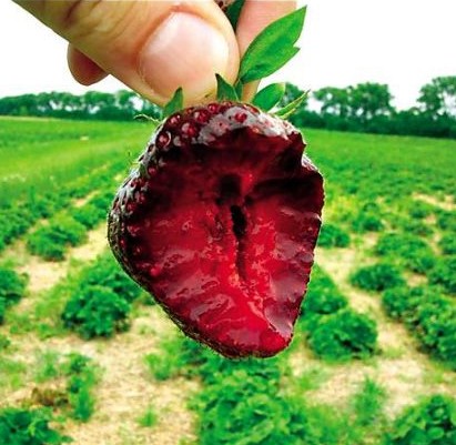 Fraisier Nerina Fraisier Nerina