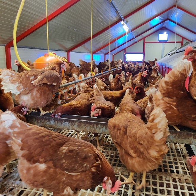 Poules Poules