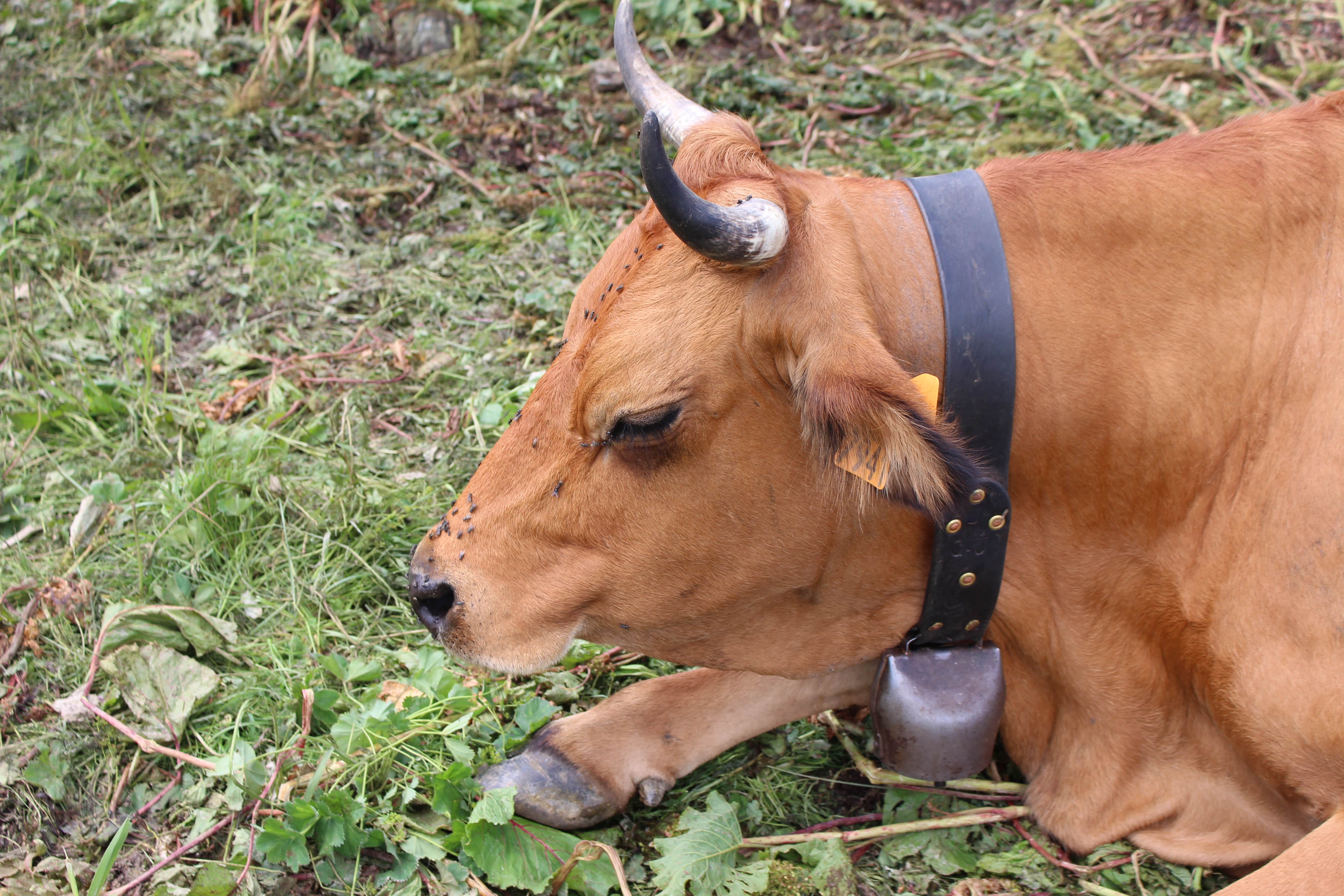 Vache Tarentaire 2 Vache Tarentaire 2