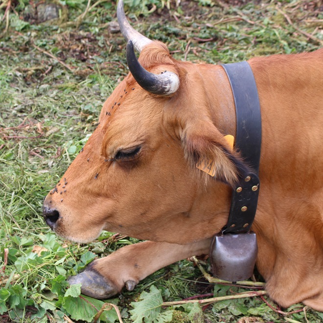 Vache Tarentaire 2 Vache Tarentaire 2