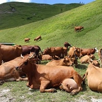 Vaches Tarentaise Beaufort Vaches Tarentaise Beaufort